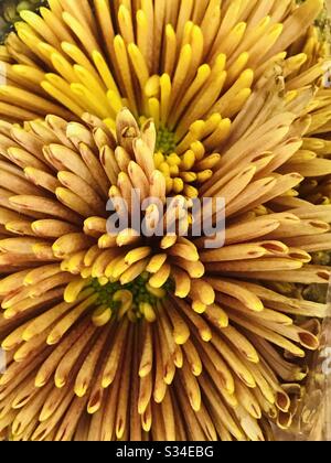 Cadre complet d'un motif de point de croix rouge/jaune spiky de fleurs de chrysanthème - chrysanthèmes hybrides - chrysanthème orange pétale mince - fleur de couleur orange en mode de changement de couleur - gros plan pic Banque D'Images