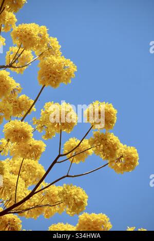 Arbre jaune de Guayacan en pleine floraison Banque D'Images