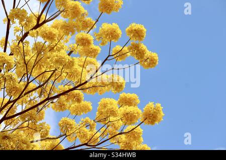 Arbre jaune de Guayacan en pleine floraison Banque D'Images