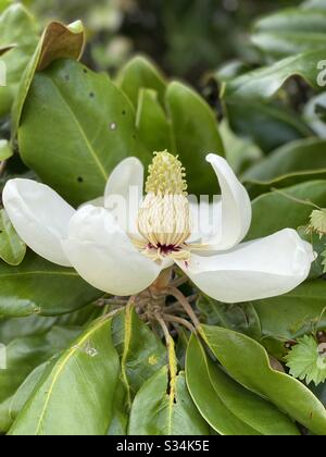 Belle fleur de magnolia blanche Banque D'Images