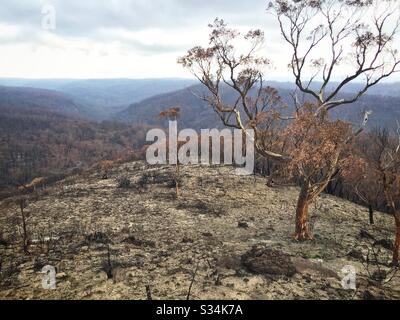 Après le feu de brousse sur Hat Hill, parc national des Blue Mountains, Nouvelle-Galles du Sud, Australie, janvier 2020 Banque D'Images