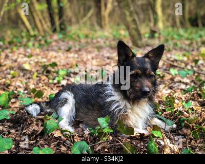 Petit chien avec de grandes oreilles sur l'herbe Banque D'Images