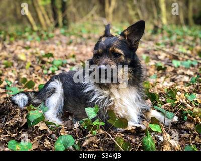 Petit chien avec de grandes oreilles sur l'herbe Banque D'Images