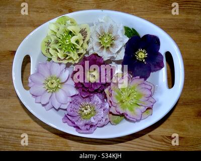 Belles têtes de fleurs en hellebore flottant dans un bol d'eau Banque D'Images