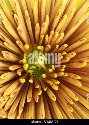 Cadre complet d'une fleur rouge spiky, jaune - chrysanthèmes hybrides - chrysanthème rouge pétale fin chrysanthème orange -fleur orange en mode changement de couleur - gros plan pic Banque D'Images