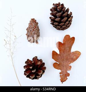 Vue rapprochée du cône de pin fermé, des cônes de conifères ouverts, une feuille d'arbre brune sèche et de l'herbe séchée. Fouré de bois et isolé sur un fond blanc Banque D'Images