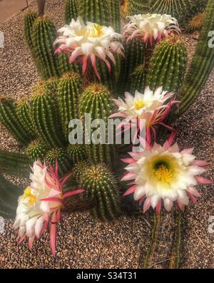 Fleur de cactus du désert Banque D'Images