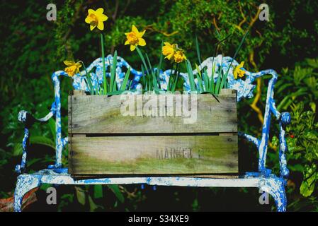 Une ancienne chaise de jardin avec une boîte de jonquilles. Banque D'Images