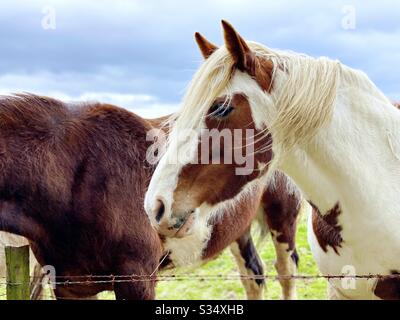 Beau et paisible cheval dans un paddock. Portrait domestique du bétail dans les terres agricoles rurales. Cheval blanc avec des patchs bruns debout par une clôture de fil barbelé Banque D'Images