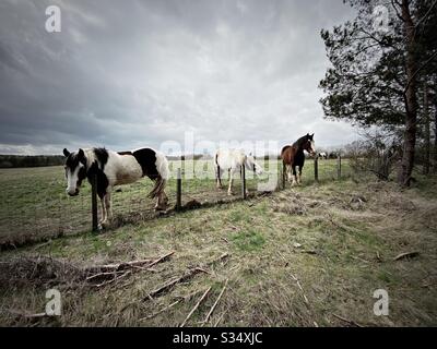 Beau et paisible cheval dans un paddock. Portrait domestique du bétail dans les terres agricoles rurales. Groupe de chevaux debout par la clôture de fil barbelé. Vue grand angle Banque D'Images