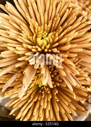 Cadre complet d'un motif de point de croix rouge/jaune spiky de fleurs de chrysanthème - chrysanthèmes hybrides - chrysanthème orange pétale mince - fleur de couleur orange en mode de changement de couleur - gros plan pic Banque D'Images