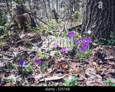 Fleurs du premier ressort - patch de crocus violet Banque D'Images