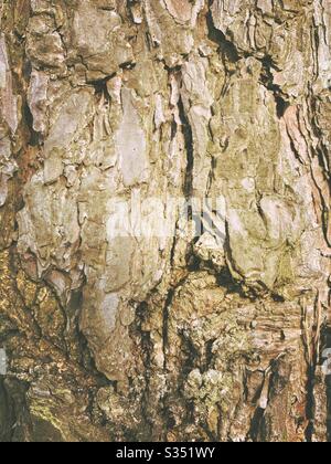 Gros plan et vue détaillée de l'écorce de peeling et de weathered sur le tronc d'un vieux pin mature dans la forêt. Arrière-plan texturé de la nature Banque D'Images