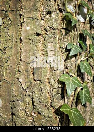 Gros plan et vue détaillée de l'écorce de peeling et de weathered sur le tronc d'un vieux pin mature dans la forêt. Fond texturé de la nature avec des feuilles vertes d'escalade Ivy - Hedera hélice Banque D'Images