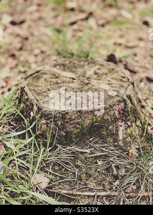 Bosse d'arbres courts de pin scié dans la forêt. Plancher de bois brun avec herbe verte Banque D'Images