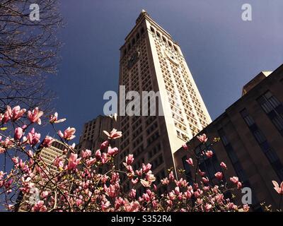 MetLife Tower au 1 Madison Ave. Vu de Madison Square, Park a admis le printemps florissant tulipes, NYC, USA Banque D'Images