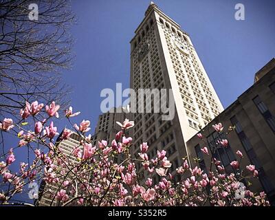 La tour MetLife au 1 Madison Ave. Vue de Madison Square, Park un tulip arbres en plein printemps, NYC, USA Banque D'Images