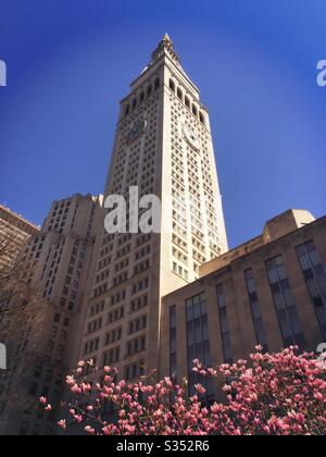 La tour MetLife au 1 Madison Ave. Vue de Madison Square, Park un magnolia florissant au milieu du printemps, NYC, USA Banque D'Images