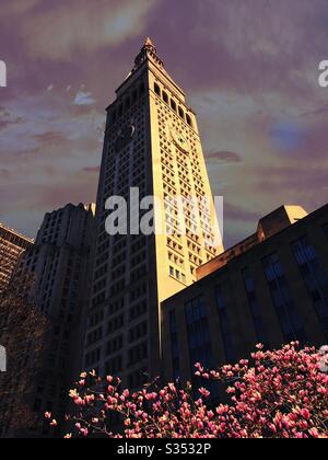 La tour MetLife au 1 Madison Ave., vue de Madison Square, Park et c'est le printemps florissant tulipes, New York, USA Banque D'Images