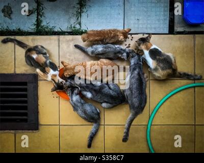 8 chats errants nourris tôt le matin. Negeri Sembilan, Malaisie. Banque D'Images