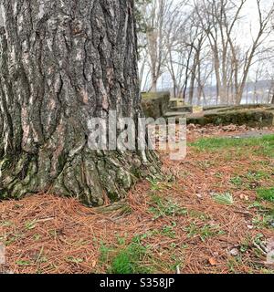 DUBUQUE, IOWA, 12 avril 2020--gros plan photo des aiguilles de pin mortes sous un grand vieux pin avec le fleuve Mississippi en arrière-plan, le printemps ensoleillé jour dans le parc. Banque D'Images