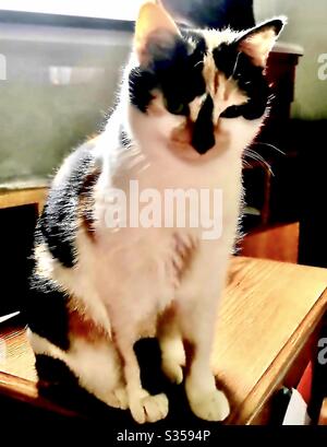 Portrait de la belle calico chat animal de compagnie d'intérieur craché femelle avec de magnifiques yeux verts, domestique ou américain chaton de shorthair Banque D'Images