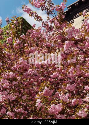 Arbre fleuri Cherry Blossom, Brooklyn, New York, États-Unis Banque D'Images