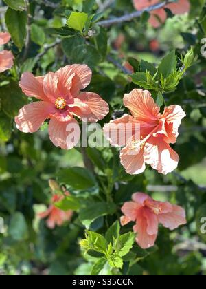 Usine d'hibiscus orange brillant en pleine floraison Banque D'Images