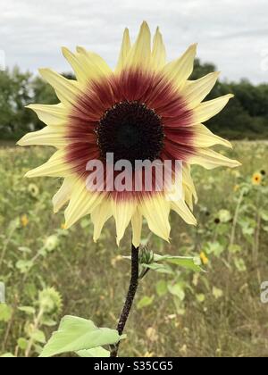 Tournesol rouge et jaune dans un champ Banque D'Images