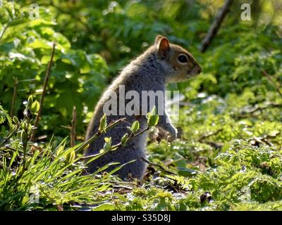 L'écureuil brun sur ses pattes arrière dans la campagne anglaise au soleil de printemps Banque D'Images