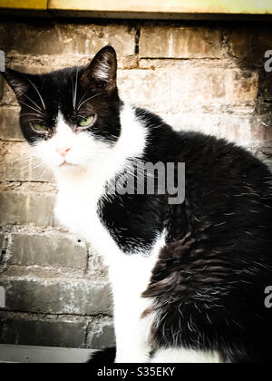 Moody cat Banque D'Images