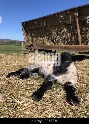 Un jeune agneau qui se couchait au soleil de printemps dans un champ, dans le Yorkshire du Nord, en Angleterre, au Royaume-Uni Banque D'Images