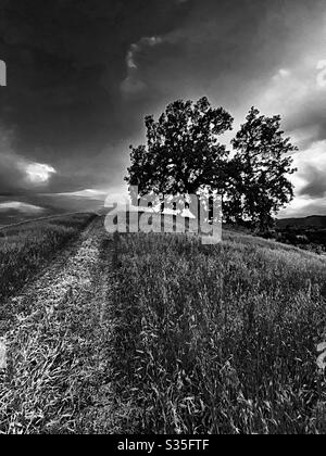 Chêne le long du sentier des prairies en noir et blanc Banque D'Images