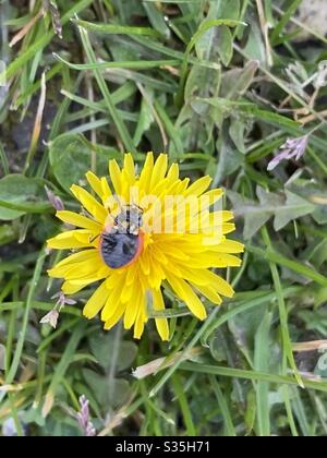 Intérieur en bas coccinelle sur le pissenlit jaune dans le jardin Banque D'Images