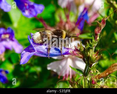 Macro image d'une belle bourdon de pollen provenant d'une fleur de penstemon au soleil d'été Banque D'Images