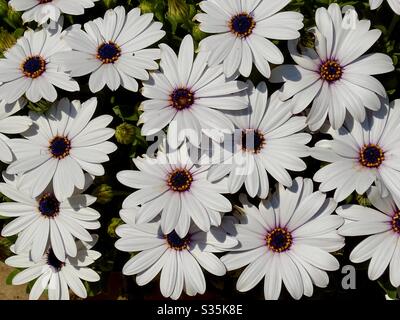 Belle fleurs blanches osteospermum au soleil de printemps Banque D'Images