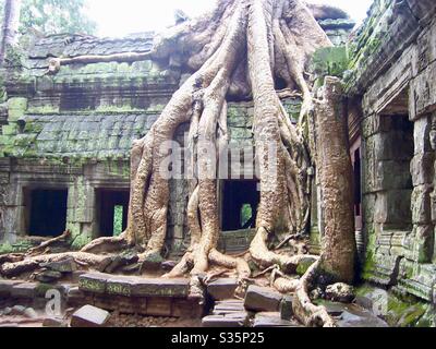 Racines du célèbre arbre de spung qui pousse sur les murs du temple de Ta Prohm à Siem Reap, Cambodge /Tetrameles nudiflora /Banyan Tree Banque D'Images