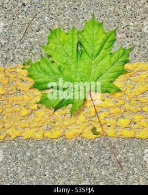 Feuille d'érable verte sur la ligne jaune Banque D'Images