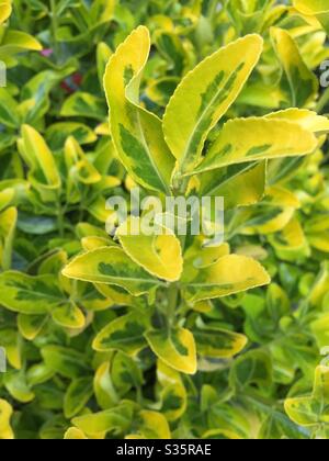 Le printemps fait ressortir la beauté de la nature, telle qu'elle est vue par ces buissons jaunes et verts clair Banque D'Images