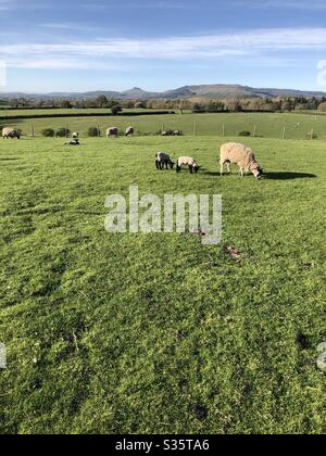 Moutons et agneaux au printemps près d'Ingleby Greenhow North Yorkshire England Royaume-Uni Banque D'Images