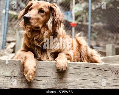 Un retriever doré se dépose à l'extérieur avec ses pattes devant elle regardant loin. Banque D'Images