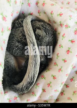 Un petit écureuil de sauvetage de bébé a été courbé dans une couverture de fleur. Banque D'Images