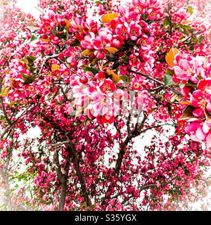 DUBUQUE, IOWA, le 2 mai 2020--gros plan photo artistique de fleurs roses brillantes sur un écrevisse pourpre en fleurs le jour du printemps. Banque D'Images