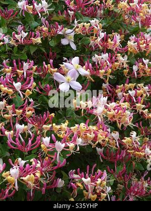 Superbe exposition de clématis et de fleurs de chèvrefeuille dans le jardin Banque D'Images