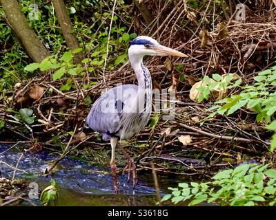 Beau héron gris barboter dans une rivière à la recherche de poissons Banque D'Images