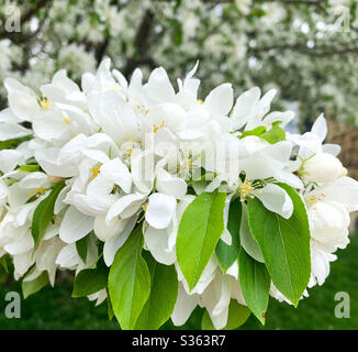 DUBUQUE, IOWA, le 6 mai 2020--photo en gros plan de fleurs blanches brillantes sur un arbre ornemental le jour du printemps. Banque D'Images