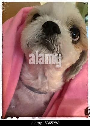 Shih Tzu dans une couverture rose Banque D'Images