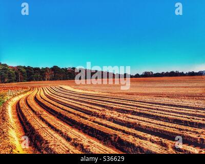 Terres agricoles Sutton Heath Suffolk Angleterre Banque D'Images