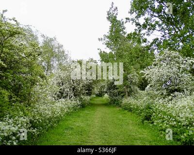 Chemin tranquille à travers une forêt en Angleterre entourée d'arbres à fleurs blanches Banque D'Images