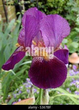 Magnifique iris violet barbu dans le jardin Banque D'Images